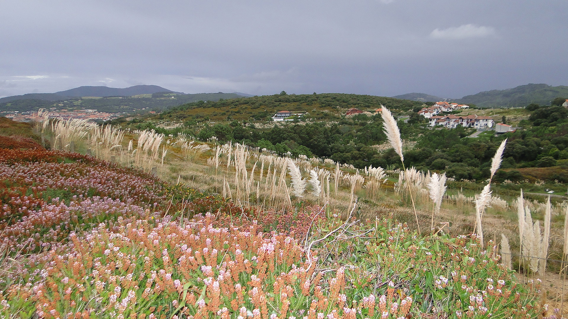 cortaderia selloana