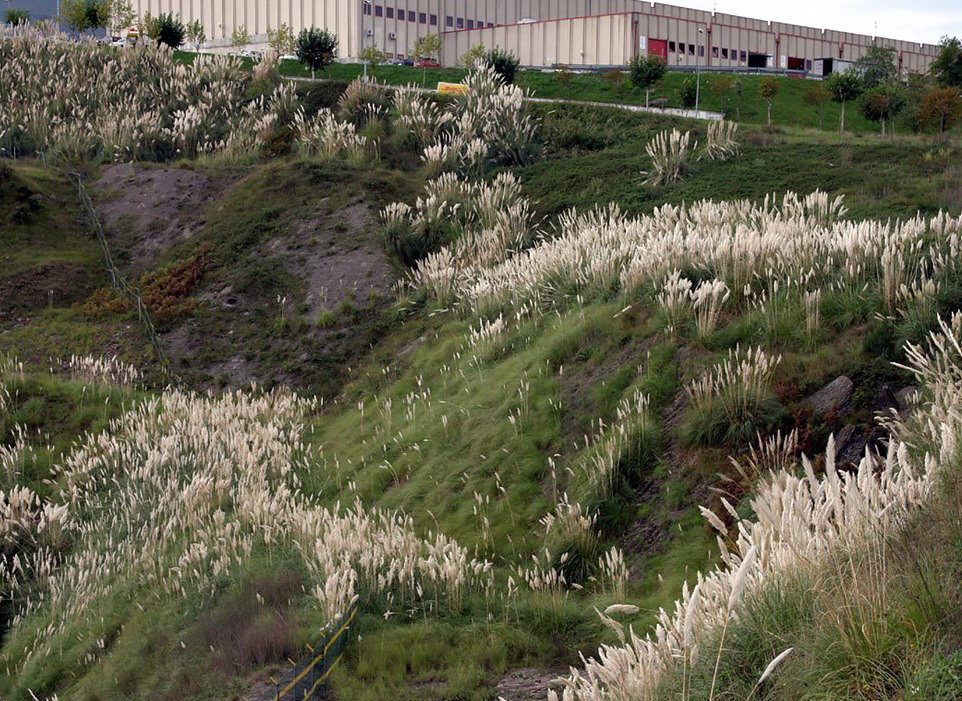 cortaderia selloana