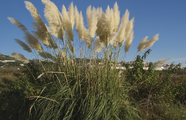 Un tipo de planta invasiva