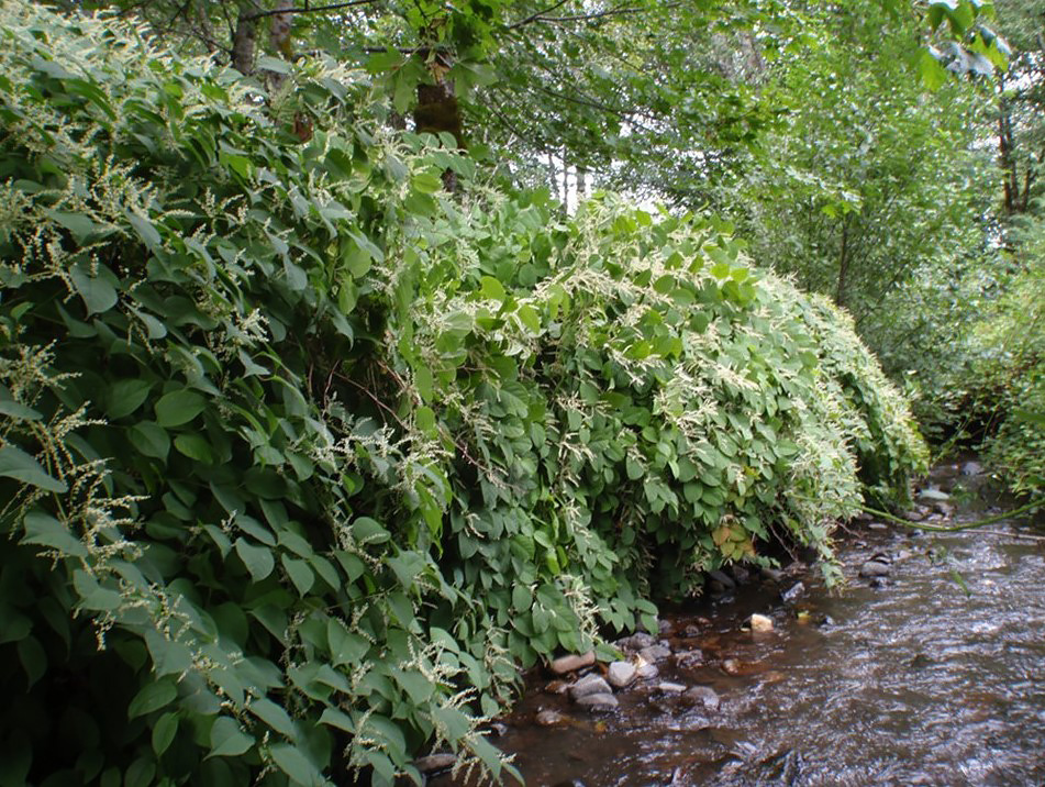 reynoutria japonica houtt