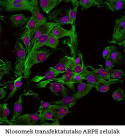 Niosomek transfektatutako ARPE zelulak