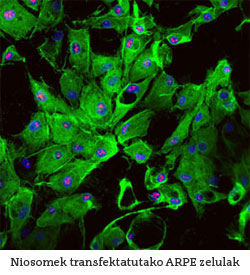 Niosomek transfektatutako ARPE zelulak